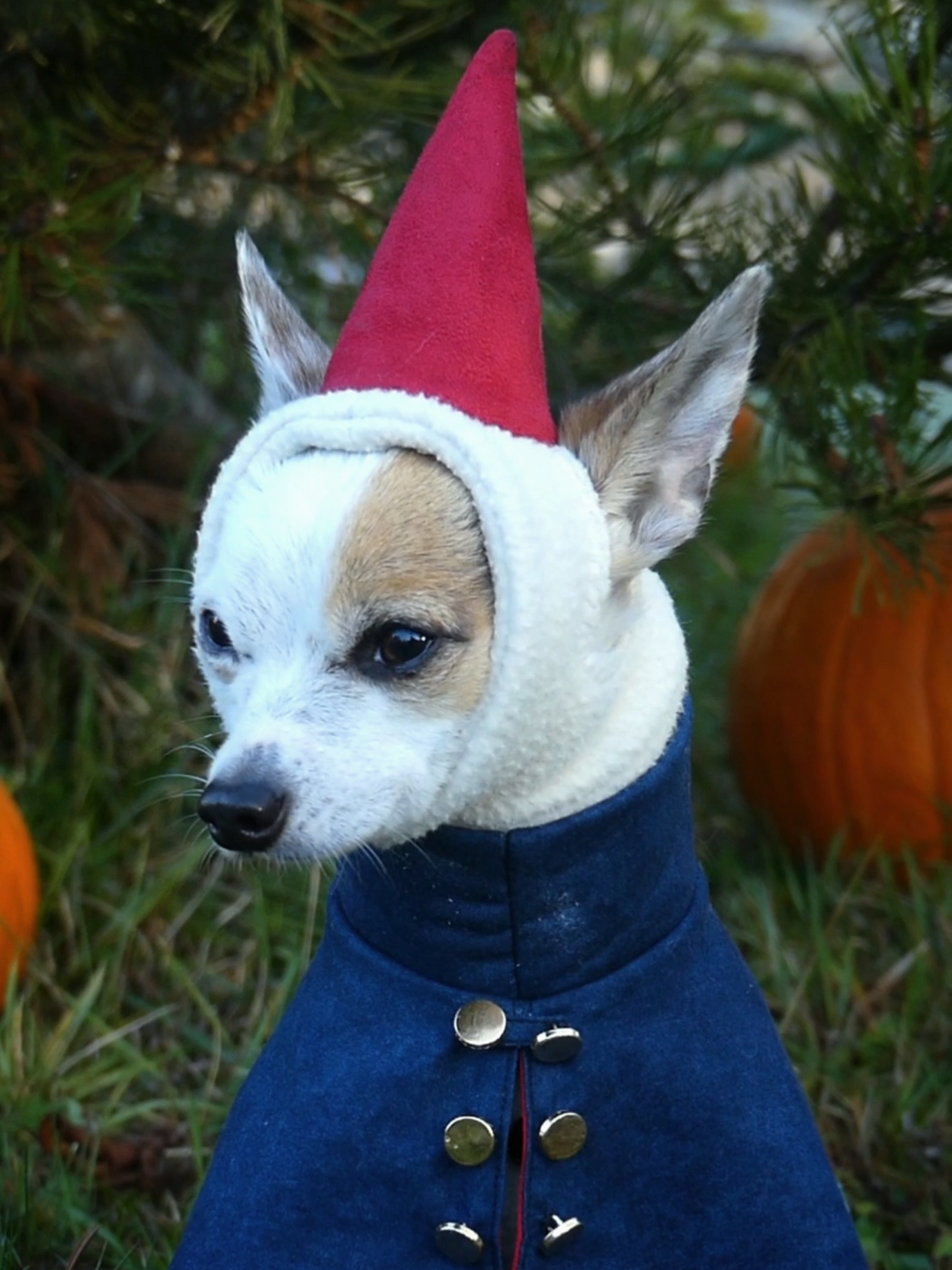 #overthegardenwall #wirt #brusselsprout 