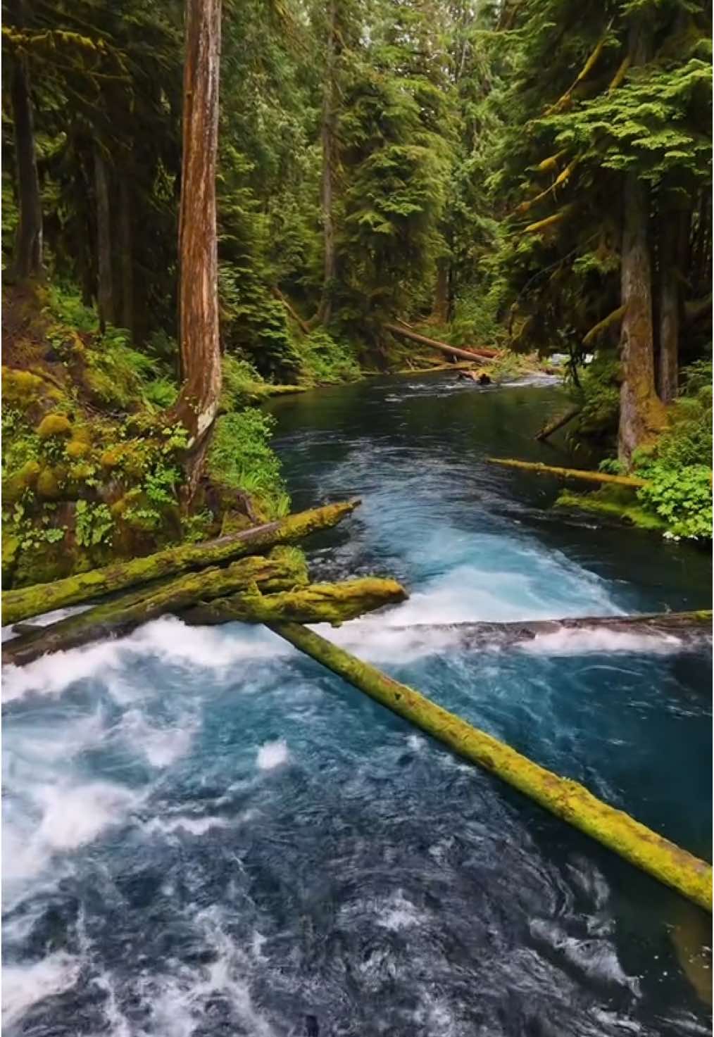 McKenzie River, Oregon #nature #Hiking #pacificnorthwest #mckenzieriver ##bluewater #capcut #oregon #naturelovers #pnw #river #blueriver #forest 