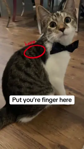 Sus… #catsoftiktok #cattok #fyp #foryoupage #indoorcat #indoorcatslife #LiveOutlandish #🐱 #kittens #dreamies #mamasboy #foryou 