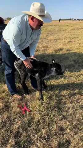 This calf is so cute! #Calf #Cow #Heifer #Corriente #Cattle #Ranch #Ranching #KeepRanchin 