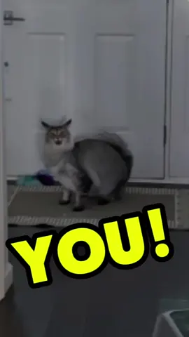 This cat really just said, 