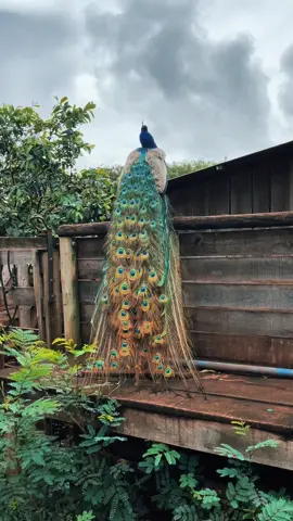 A beleza do pavão azul!