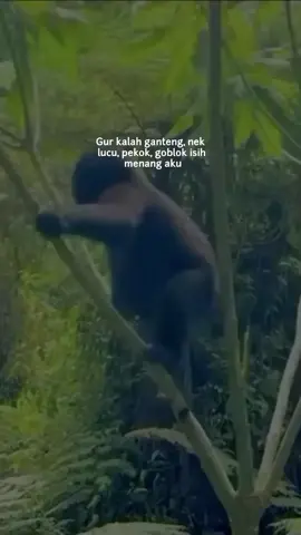 #jowostory #bumenkidul #fyp #fypシ 