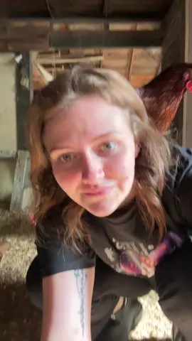 #chickensoftiktok 