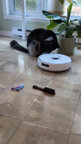 Using pumpkin essential oil for my @Narwal robot is an October must 🎃🍂 From October 12 to October 31, use the code ✨ gabie222 ✨ on Amazon US to get $300 off for the Narwal Freo Z Ultra only $1199.99 & on Amazon Canada $350 off, only $1649.99 🤍  #CleanTok #asmrcleaning #Narwal #NarwalFreoZUltra #Robotvacuum #robotcleaner 