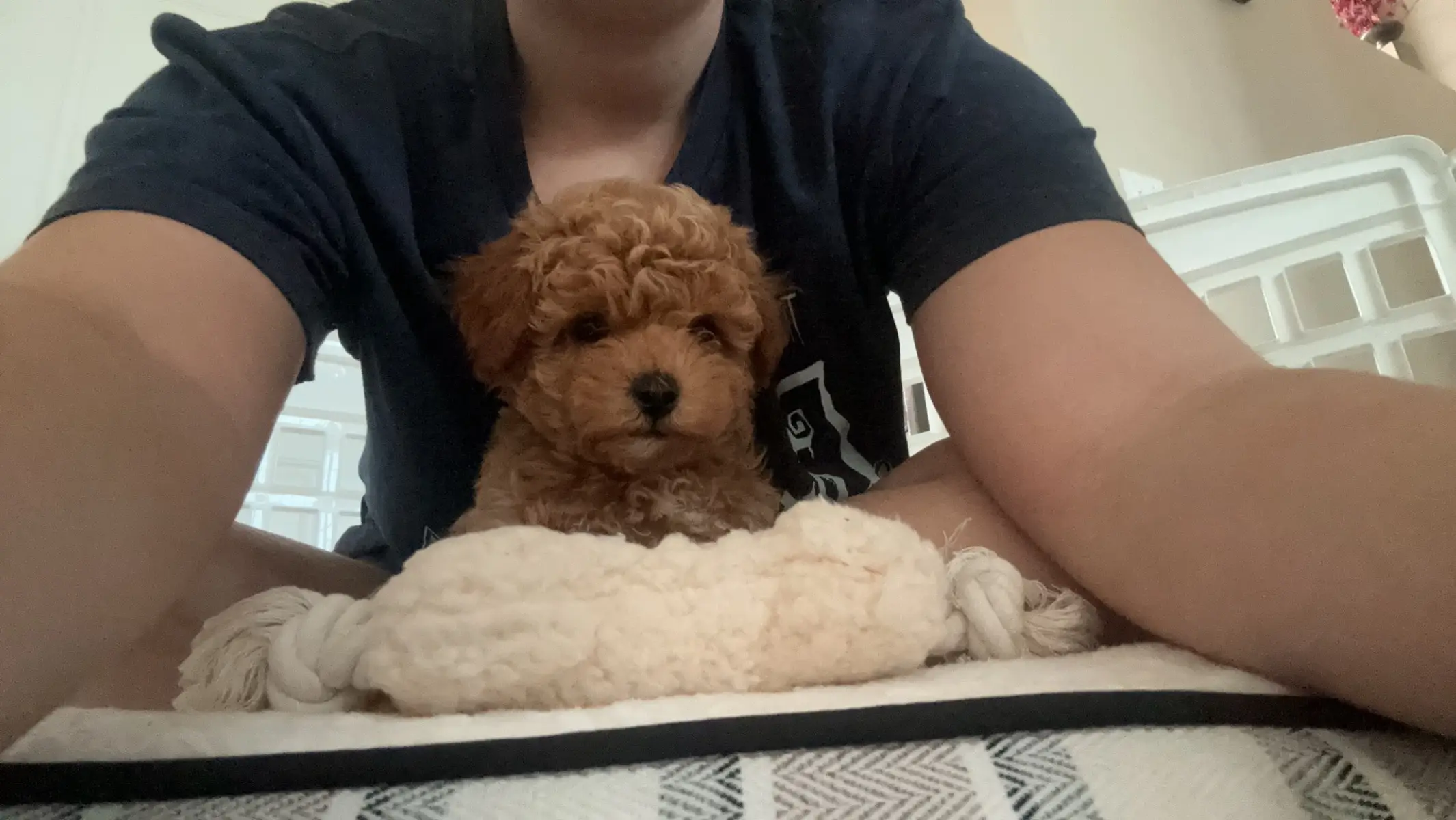 I love her so much #slideshow #puppy #newpuppy #dog #girldog #firstweek #bestfriend #pictures #memories #havenese #poodle #minipoodle #havapoo 