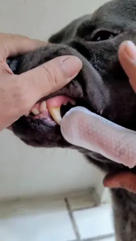 WLP PET Dental Finger Whipes #petsupplies #tiktokmademebuyit #bulldog #bulldog #falldealsforyou #gato #perros 