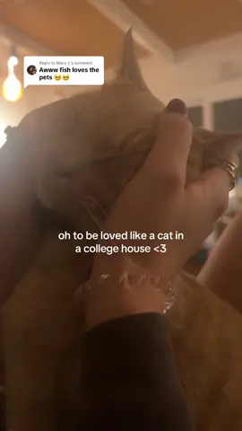 Replying to @Macy (: Fish loves you all and we are giving him plenty of love on behalf of you #cat #catmom #college #Love 