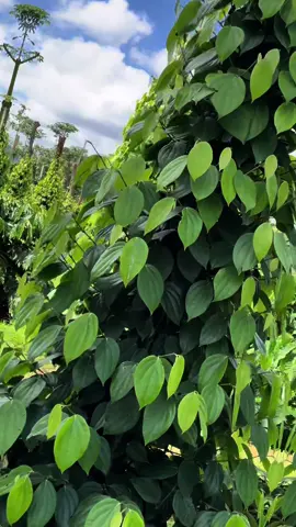 Tiêu cà  16 tháng sang năm có thu hoạch video này sẽ tiếp thêm động lực cho những người đang xem và làm nông . Chúc bà con một mùa bội thu<3 #CapCut #trongcay #lamnong #lamnong #hotieu #càphe 