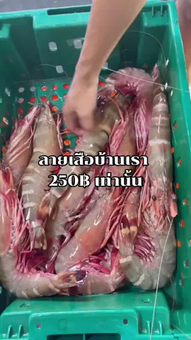 #กุ้งลายเสือ #พร้อมจัดส่งทั่วไทย🇹🇭 