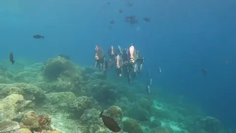 #bumpheadparrotfish                 #sipadanisland                             #fy 