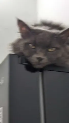 #icat #icats #funny #funnyvideos 
