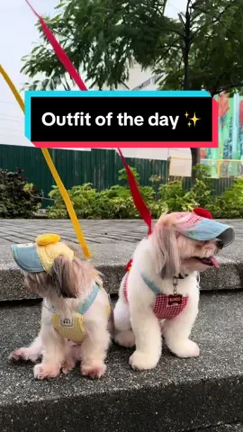 super cute ng bagong outfit nila may kasama ng cap and leash 😍✨ #dogsoftiktok #shihtzusoftiktok #dogclothes #petclothes #dogleash #fyp 