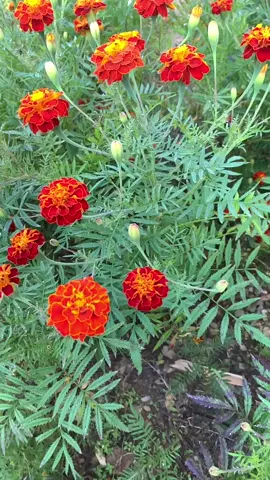Ful haru muskauxan timi le dekhau #hometown #गाँउघर #dashainvibes #kavremuser #nepalitiktok #tiktokviral #villagelife #sujanchapagain #nepalisong #artmandu #tredding #foryou #fyp #marigold #flowers #Love #garden #mygarden #fyp