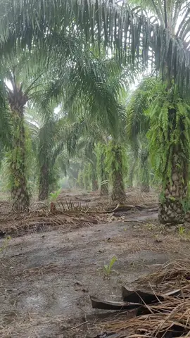 pov : kehujanan saat panen 🥶 #sawit  #sawitontiktok  #sawitabalabal 