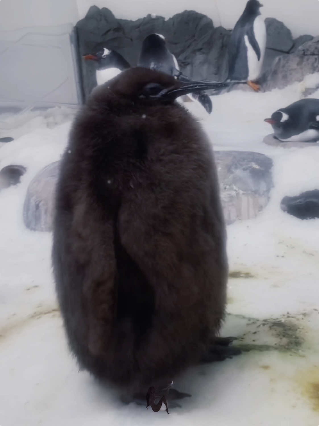 Penguin Pesto 🥺  #viral #edits #foryoupage #fyp #fyppppppppppppppppppppppp #foryou #fypシ゚ #capcutedit #capcut #itscornabiglumpwithknobsithasthejuice #edit #pestothepenguinedit #penguin #pesto #penguinpesto #pestopenguin #pestopenguinedit  Mutuals 🖤: @dunvibezz (backup) @dunvibezz @𝔪𝔞𝔷𝔢.𝔢𝔡𝔦𝔱𝔰♞ @Upside-down Edits @infinityxedit♾️ @Anouk @𝘴𝘰𝘱𝘩𝘪𝘦 ♱ @stxmills.editzz @wxlfhrds_ @stxxluv @. @Jxy1na ★ @keeley @𝓁𝒾𝒶 @maya @𝐫ꨄ @sofi ⊹₊⟡⋆ @winonaryderr 