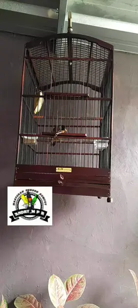 #muraibatuindonesia  #masteranmurai  #pancawarna