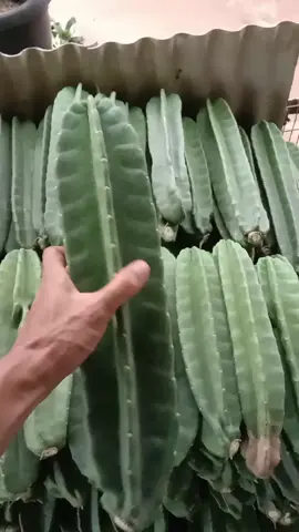 Tanaman hias kaktus asli (kaktus hidup) tanpa duri tinggi 30 cm.dikirim seperti di video belum ada akar ... silakan order di keranjang kuning.... #kaktus #kaktuskoboi #pohonkaktus 