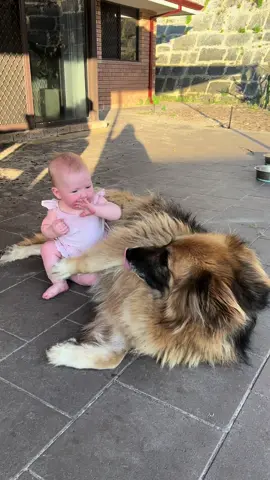 Catch of the century in our household 😅 #dog #baby #fail