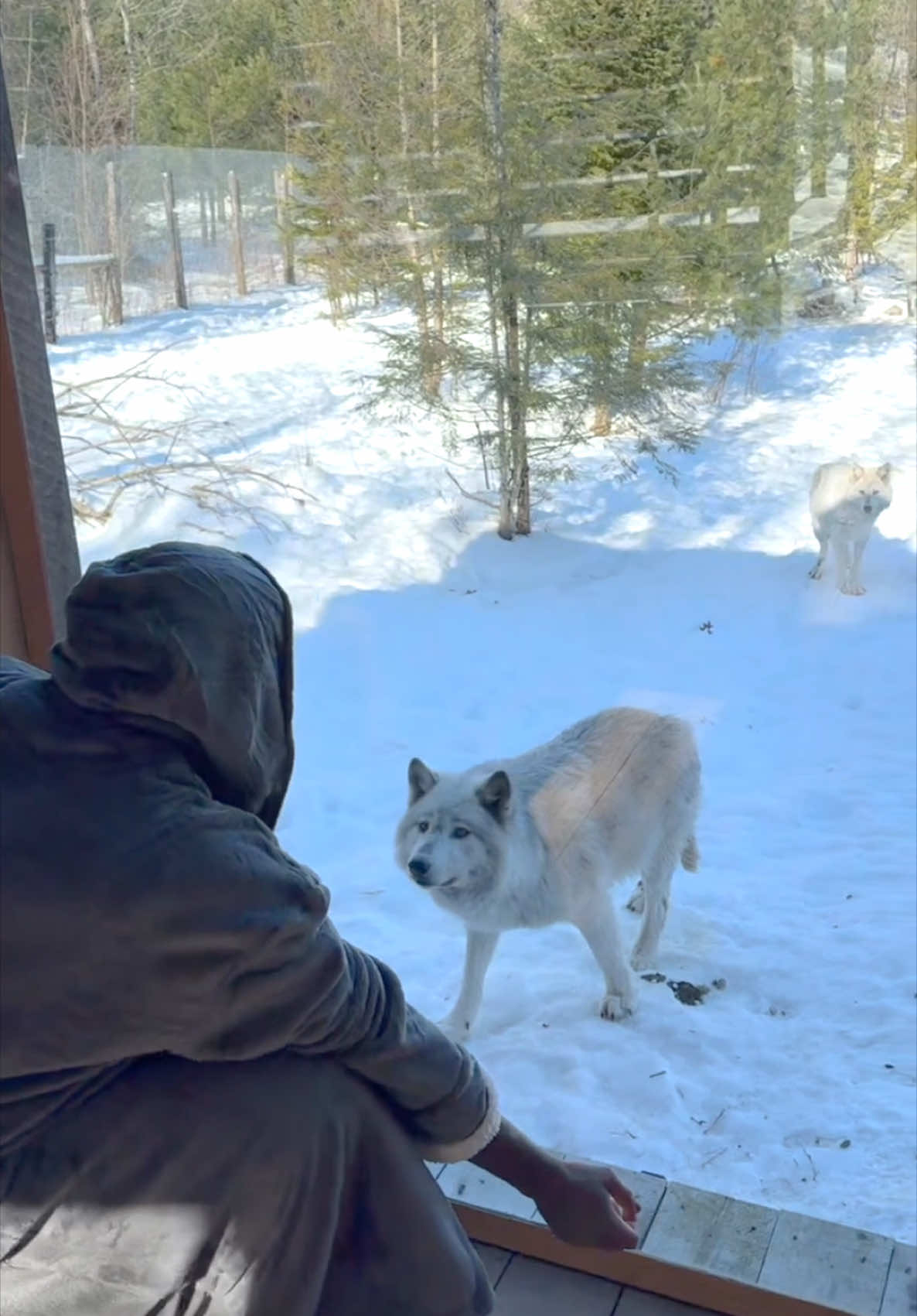 Early mornings with the #wolves #wolf #wolfpack #fyp #micheedon #canada #wolfhowl 
