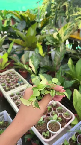 pov: you saw the other side of me🤲☘️ #plantita #anthuriumfoliage #plants #plantitas #philippines #anthurium #fyp #foryou #fypage #fypシ #fypシ゚viral 