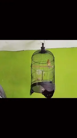 buat dokumentasi  alhamdulilah laku #kenarimaniaindonesia #kenari #kenarisejaluran #burungviralfypシ゚viral #masteranmuraibatujuara #fypviralシ #omkicauofficial #fypviraltiktok 