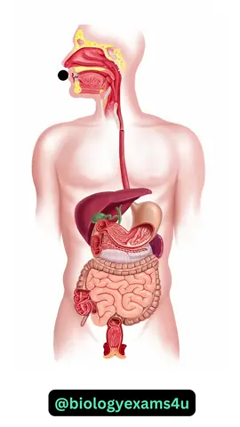 Digestive System Animation || How Food moves through the Digestive System? This video credit goes to the owner,#socialmedia