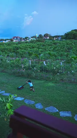 Life in guava garden. #ฝรั่งไส้แดง #ฝรั่งผลแดง #พี่ต้อมเกษตรปลอดสารพิษ 