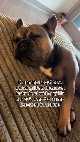 my literal everything💗 #frenchie #frenchiesoftiktok #dogsoftiktok