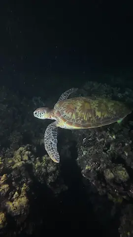 Night dive buddy 🐢🤿 #fyp #foryoupagе #fypシ゚ #seaturtle #seaturtles #nightdive #freediving #freedive #underwater #moalboal #cebu #osmoaction5pro #dji 