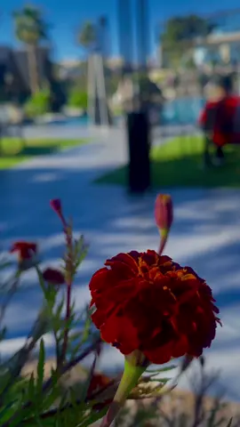 غلاك غير وفزة القلب لك غير  والعمر بوجودك له أحساس ثاني #مجرد________ذووووووق🎶🎵💞 #راقت_لي #اكسبلورر #قصائد_شعر_خواطر #شيلات #تصويري #الطائف #explore #بدون_موسيقي #🌹 