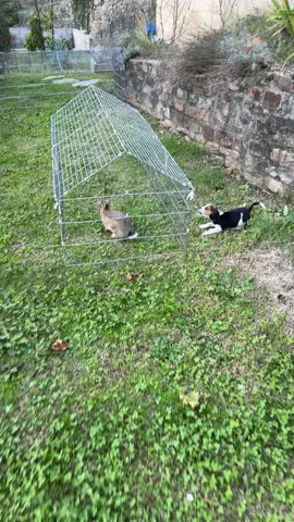 Apprentissage de mon voyou ❤️#beagles #chien #chasse #passionchasse🐗🐗🦌🦌 #vues #tendance #pourtoii 