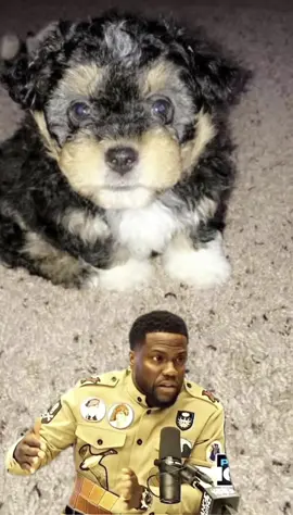 Everyone except me! #shitzu #shitzulove #dogsoftiktokviral ##fypツ##bewareofdog##donotenter