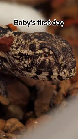 Welcome to the world, sweet baby! 🎉🦎 This baby panther chameleon just emerged a few moments ago.  At this stage, they are already prepared to start climbing. Soon, it will be in a new home, doing just that. #newlife #babychameleon #nature #reptilelover