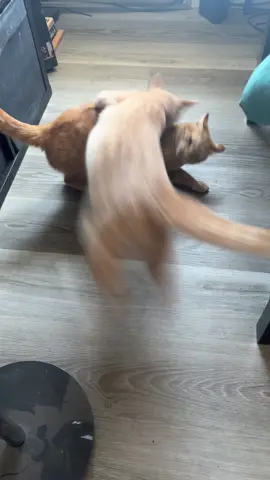 The boys are fighting again 🥲😭 #orangecat #catbrothers #cat #catsoftiktok 