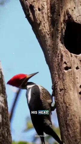 Woodpecker Flexible Head... #trend #usa_tiktok #Science #facts #scienceexperiments #usa #scienceismagic 