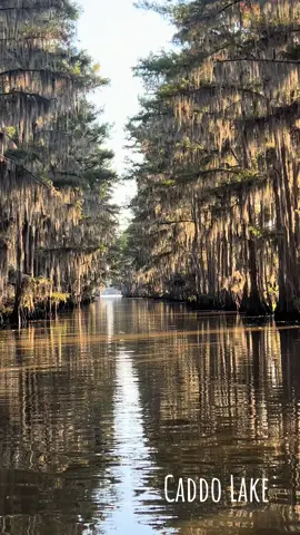 Absolutely stunning views on Caddo Lake  #caddolake #spanishmoss 