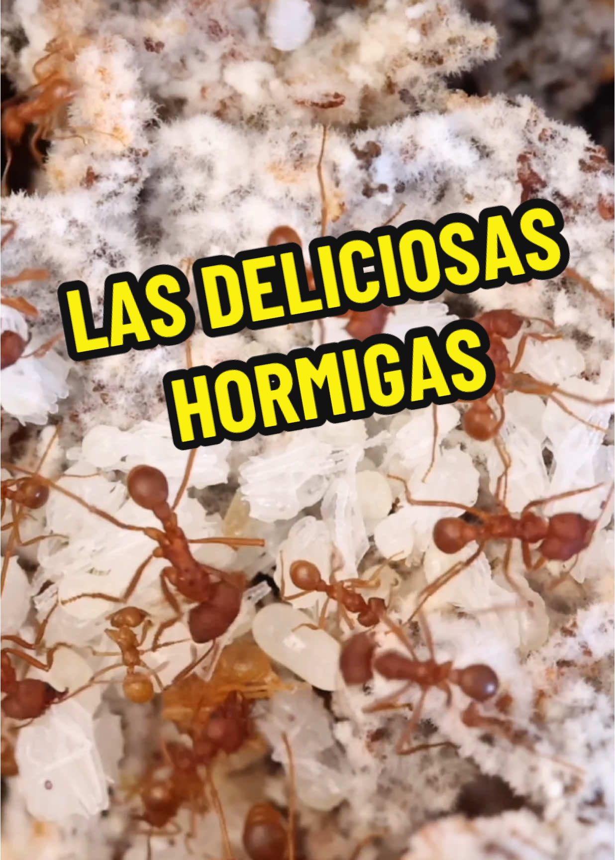 Hormigas comestibles #hormigas #hormiguero #comida #viral #naturaleza #curiosidades #insectos #gastronomia #bichos 