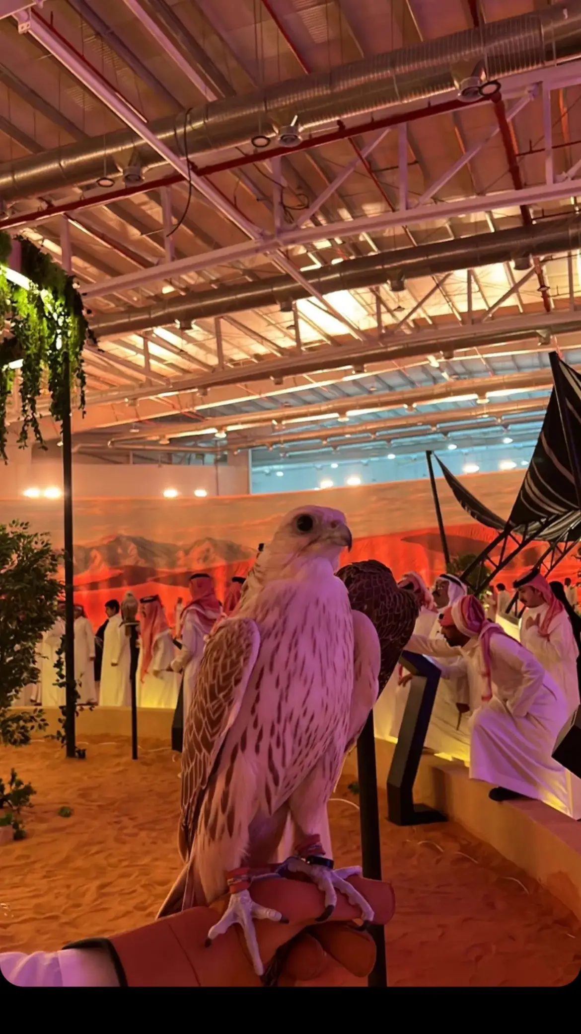 معرض الصقور 🤍🦅 #الصقور #ترند #اكسبلور #الرياض_الان #تيك_توك #تيكتوك #تصويري #tiktokshop 