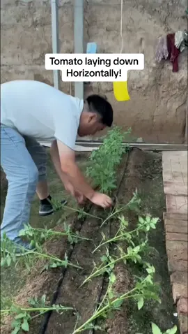 Tomato laying Down #TomatoFarming #Agriculture #FarmingLife #SustainableFarming #GrowYourOwn #OrganicFarming #TomatoHarvest #GardenTutorial #FarmToTable #HomeGardening #PlantCare #FarmFresh #GreenThumb #VegetableGarden #UrbanFarming #TomatoLovers #HeirloomTomatoes #TomatoRecipes #FreshProduce #FarmersMarket #GardeningTips #PlantBased #PlantingSeason #GrowYourOwnFood #HarvestTime #Permaculture #SoilHealth #VegetableFarming #Homegrown #UrbanGardening #TomatoSeason #FarmLife #BackyardGarden #EdibleGardening #GardeningCommunity #NatureLovers #PlantingTomatoes #TomatoPlants #SeasonalEating #HealthyEating #FoodSustainability #GardenInspiration #GrowFoodNotLawns #EcoFriendlyFarming #HydroponicTomatoes #VerticalFarming #TomatoSauce #CulinaryGardening #Biodiversity #HomeGardeners #FarmingTips #CommunityGardens #GardenGoals #SeedStarting #CropRotation #PestControl #SoilScience #Harvesting #VegetablePatch #PlantBasedDiet #TomatoLove #GardenMagic #PlantParenthood #FreshFromTheGarden #TomatoVarieties #GardenToTable #SowAndGrow #Foodie #HealthyLifestyle #HarvestJoy #GrowItYourself #FarmersLife #SeedToTable #TomatoFest #NaturePhotography #GardenDiaries #FarmingInspiration #LocalFarming #OrganicGardening #FamilyFarm #FoodForThought #HomeChef #VeggieLovers #NatureHealing #GardenHacks #FreshEats #SustainableLiving #PlantLovers #SoilHealthMatters #GardenJoy #FoodGardening 