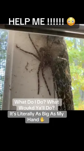 #help #spider #westvirginia #mountains #big #scary #spiders #creepy #fyp 