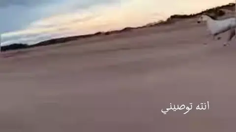 #شيله انته توصيني نسيت اني هذيلي من هذيل محمد الهذلي 