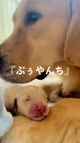 ぷぅという名のゴールデンレトリバー #ゴールデンレトリバー  #ゴールデンレトリバー子犬  #ゴールデンレトリバーのいる生活 