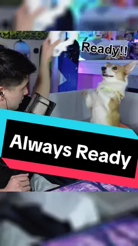 bro was in full character at the end #twitchtok #corgisoftiktok #smallstreamer #corgination #puppy #corgi #cubone #pokemon 