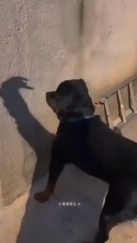 #kaelvideos #kaeltemitas #kaellives #armonia10 #armonia10oficial #siemprepierdoenelamor @Armonía 10 De Walther Lozada 