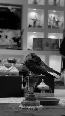 #اكسبلورexplore #هادي_جابر #يالطيف_الروح_مجمول_الوصايف 