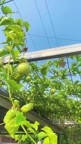 Trồng chơi ăn thật. Giàn chanh leo chĩu quả sau bao ngày trông ngóng ❤️🌿🍋‍🟩🍹🍃