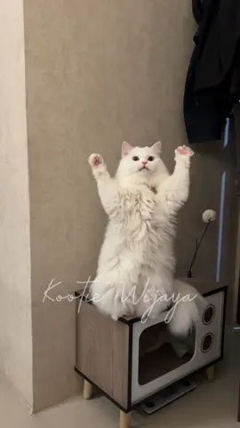Siapa yg kangen liat Oti berdiri sambil ngomong “maqan”? 🙋‍♀️ #kootie #kucingputih #kucinglucu #kucingngomong #catsoftiktok 