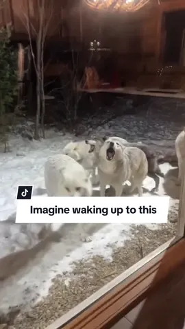 Imagine waking up to this #wolves #wolfpack #wolf #mountains #appalachia #creepy #spooky