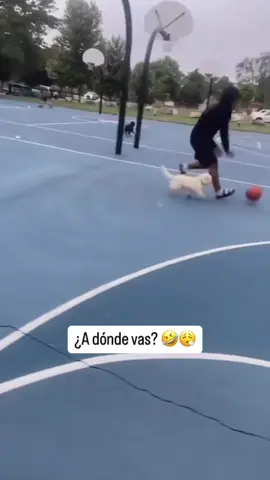 Alguien consiga unos nuevos tobillos para el perrito 🐶😅. Vía: @marithahooper23 #funny #basketball #dog